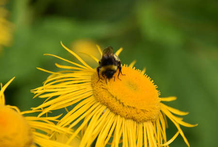 Bee on flower.の写真素材