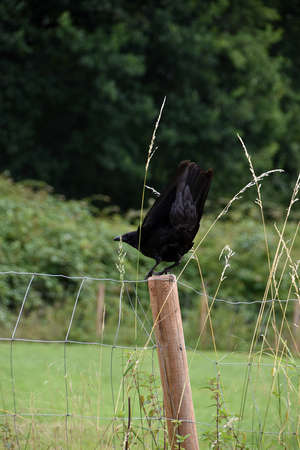 Black Crow on a Post.