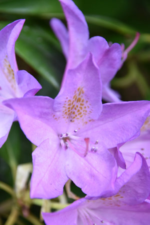 Rhododendron flowers in the Gardenの写真素材