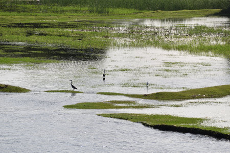Bird on the lake in the middle of the green rice field.