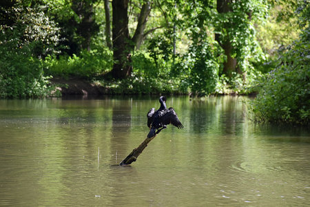 Great cormorant, Phalacrocorax carbo, single bird on branch, UKの写真素材