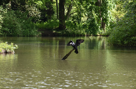 Cormorant flying over a river in the park. Shallow depth of field.の写真素材