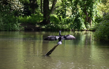 cormorant on a tree trunk in a lake in the parkの写真素材