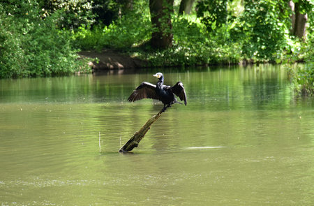 Cormorant on a tree trunk on the river bank.の写真素材