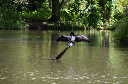 Great cormorant (Phalacrocorax carbo)の写真素材