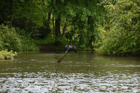 Horse swimming in a river in a park in the spring.の写真素材