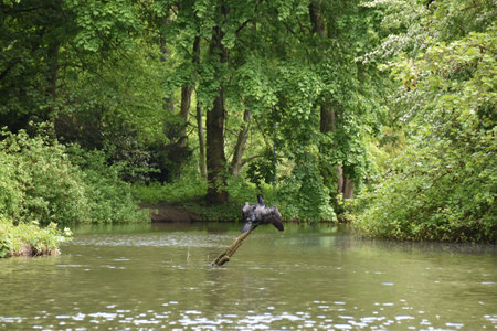 Horse standing on a log in the water of the river.の写真素材