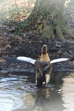Egyptian goose (Anas platyrhynchos) taking a bathの写真素材