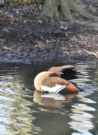 Egyptian Goose (Alopochen aegyptiacus)の写真素材