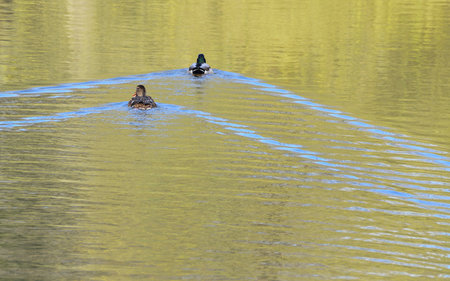 Mallard ducks swimming on a lake in the city park.の写真素材