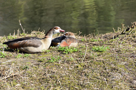 Egyptian goose and ducklings on the bank of the river.の写真素材