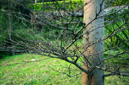 Close up of tree