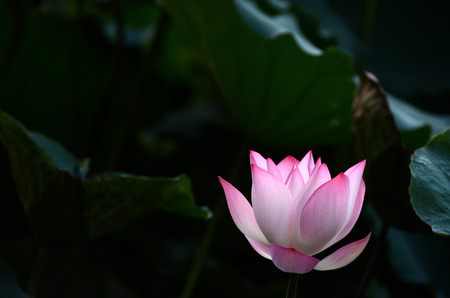 Lotusの写真素材