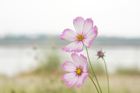 Cosmosの写真素材