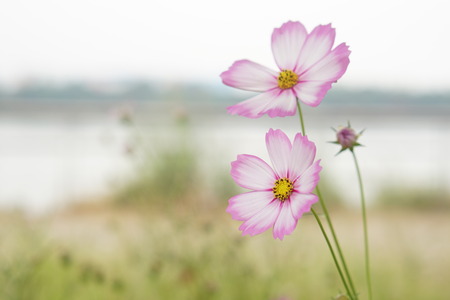 Cosmosの写真素材