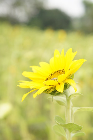 Sunflowerの写真素材