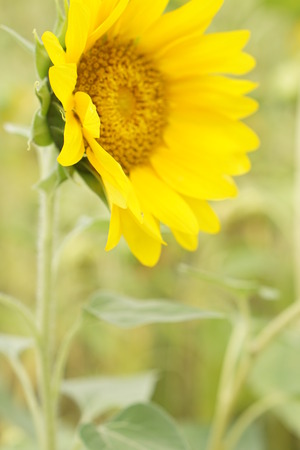 Sunflowerの写真素材