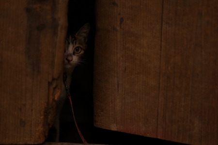 Animalの写真素材