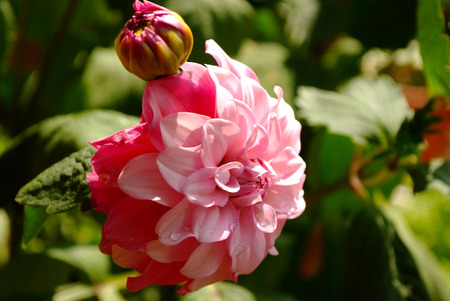 close up of flowerの写真素材
