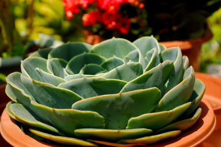 close up of succulent plantの写真素材