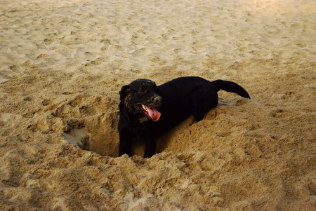 black dog digging at beachの写真素材