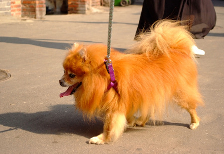 dog walking aroundの写真素材