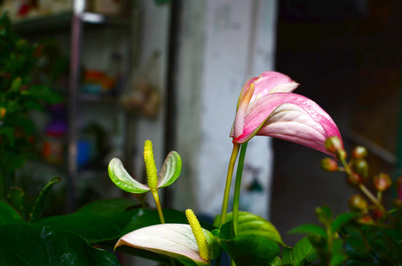 Plantの写真素材
