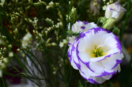 purple plantの写真素材