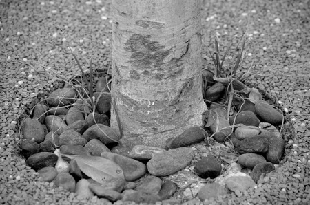 Stone beside a treeの写真素材