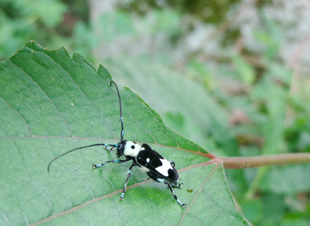 bug on leaveの写真素材