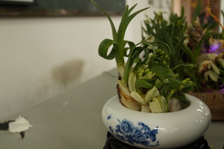 Plantの写真素材