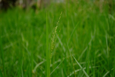 Plantの写真素材