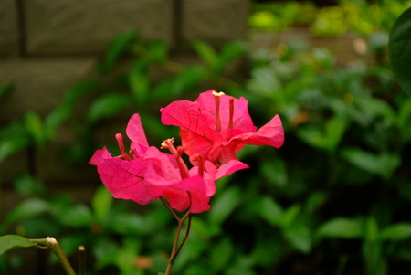 Plantの写真素材
