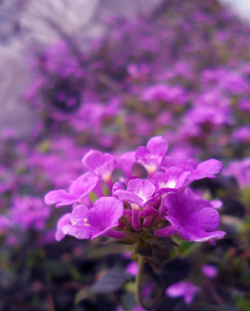 Plantの写真素材
