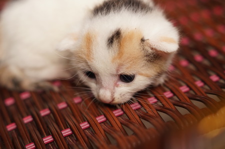 Animalの写真素材