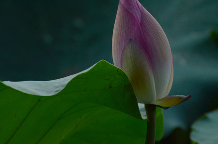 close up of lotusの写真素材
