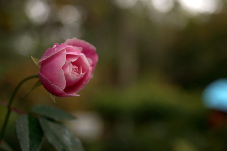 close up of flowerの写真素材