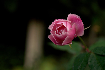 close up of flowerの写真素材