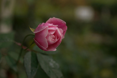 close up of flowerの写真素材