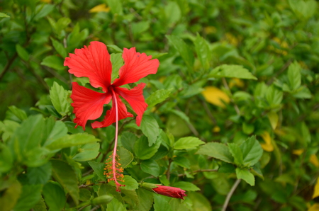 red flowerの写真素材