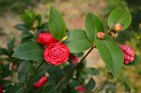 red flower plantの写真素材