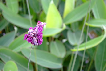 close up of flowerの写真素材