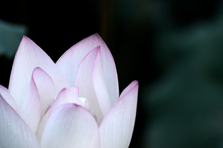 Plantの写真素材