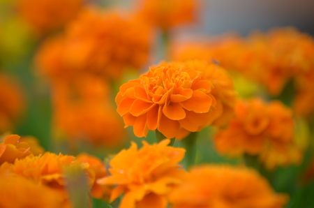 Plantの写真素材