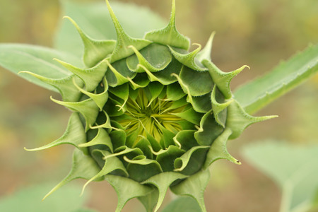 Plantの写真素材