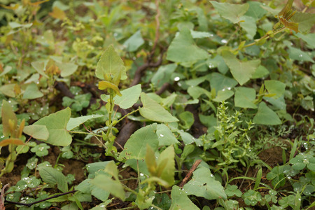 Plantの写真素材