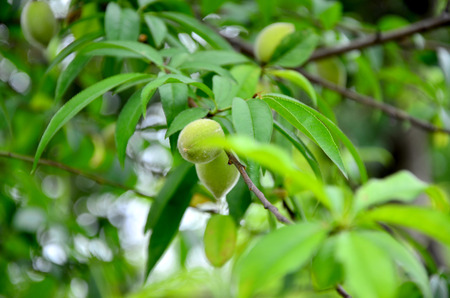 fruits on the treeの写真素材
