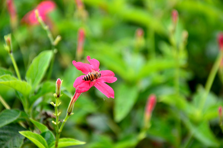 flowers in the garden