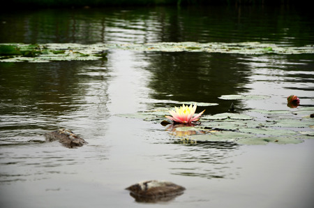 lotus in the lakeの写真素材