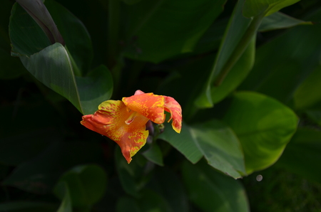 close up of flowerの写真素材